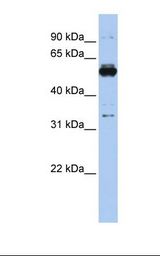 PHGDH Antibody - 293T cell lysate. Antibody concentration: 1.0 ug/ml. Gel concentration: 12%.  This image was taken for the unconjugated form of this product. Other forms have not been tested.