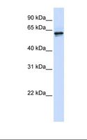 PHGDH Antibody - 293T cell lysate. Antibody concentration: 1.0 ug/ml. Gel concentration: 12%.  This image was taken for the unconjugated form of this product. Other forms have not been tested.