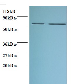 PHGDH Antibody - Western blot of D-3-phosphoglycerate dehydrogenase antibody at 2 ug/ml. Lane 1: EC109 whole cell lysate. Lane 2: 293T whole cell lysate. Secondary: Goat polyclonal to Rabbit IgG at 1:15000 dilution. Predicted band size: 59 kDa. Observed band size: 59 kDa.  This image was taken for the unconjugated form of this product. Other forms have not been tested.