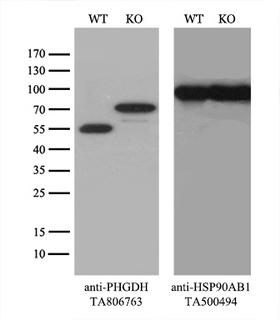 PHGDH Antibody - Equivalent amounts of cell lysates  and PHGDH-Knockout Hela cells  were separated by SDS-PAGE and immunoblotted with anti-PHGDH monoclonal antibody(1:500). Then the blotted membrane was stripped and reprobed with anti-HSP90AB1 antibody  as a loading control.