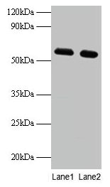 PHGDH Antibody - Western blot All lanes: D-3-phosphoglycerate dehydrogenase antibody at 2µg/ml Lane 1: EC109whole cell lysate Lane 2: 293T whole cell lysate Secondary Goat polyclonal to rabbit IgG at 1/15000 dilution Predicted band size: 59 kDa Observed band size: 59 kDa
