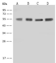 PHGDH Antibody - Anti-PHGDH rabbit polyclonal antibody at 1:500 dilution. Lane A: A431 Whole Cell Lysate. Lane B: Raji Whole Cell Lysate. Lane C: HeLa Whole Cell Lysate. Lane D: Jurkat Whole Cell Lysate. Lysates/proteins at 30 ug per lane. Secondary: Goat Anti-Rabbit IgG (H+L)/HRP at 1/10000 dilution. Developed using the ECL technique. Performed under reducing conditions. Predicted band size: 57 kDa. Observed band size: 55 kDa.