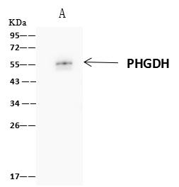 PHGDH Antibody - PHGDH was immunoprecipitated using: Lane A: 0.5 mg Jurkat Whole Cell Lysate. 4 uL anti-PHGDH rabbit polyclonal antibody and 60 ug of Immunomagnetic beads Protein A/G. Primary antibody: Anti-PHGDH rabbit polyclonal antibody, at 1:100 dilution. Secondary antibody: Clean-Blot IP Detection Reagent (HRP) at 1:1000 dilution. Developed using the ECL technique. Performed under reducing conditions. Predicted band size: 57 kDa. Observed band size: 55 kDa.