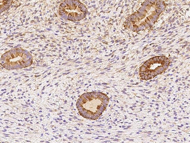 PHGDH Antibody - Immunochemical staining of human PHGDH in human corpus uteri with rabbit polyclonal antibody at 1:200 dilution, formalin-fixed paraffin embedded sections.