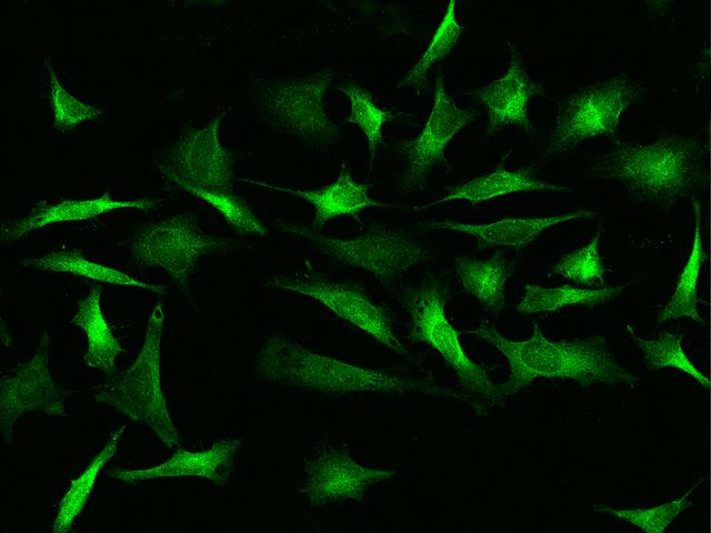 PHGDH Antibody - Immunofluorescence staining of PHGDH in HeLa cells. Cells were fixed with 4% PFA, permeabilzed with 0.1% Triton X-100 in PBS, blocked with 10% serum, and incubated with rabbit anti-human PHGDH polyclonal antibody (dilution ratio 1:1000) at 4°C overnight. Then cells were stained with the Alexa Fluor 488-conjugated Goat Anti-rabbit IgG secondary antibody (green). Positive staining was localized to cytoplasm.