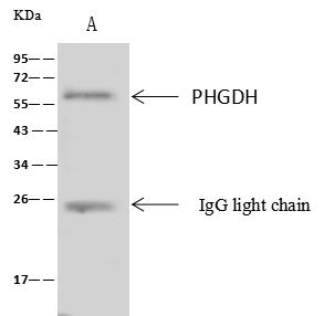 PHGDH Antibody - PHGDH was immunoprecipitated using: Lane A: 0.5 mg HeLa Whole Cell Lysate. 4 uL anti-PHGDH rabbit polyclonal antibody and 60 ug of Immunomagnetic beads Protein A/G. Primary antibody: Anti-PHGDH rabbit polyclonal antibody, at 1:100 dilution. Secondary antibody: Clean-Blot IP Detection Reagent (HRP) at 1:1000 dilution. Developed using the ECL technique. Performed under reducing conditions. Predicted band size: 57 kDa. Observed band size: 57 kDa.