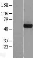 PHGDH Protein - Western validation with an anti-DDK antibody * L: Control HEK293 lysate R: Over-expression lysate