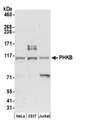 PHKB Antibody - Detection of human PHKB by western blot. Samples: Whole cell lysate (50 µg) from HeLa, HEK293T, and Jurkat cells prepared using NETN lysis buffer. Antibody: Affinity purified rabbit anti-PHKB antibody used for WB at 0.4 µg/ml. Detection: Chemiluminescence with an exposure time of 3 minutes.