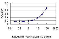 PHKG1 Antibody - Detection limit for recombinant GST tagged PHKG1 is approximately 1 ng/ml as a capture antibody.