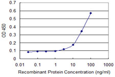 PHKG2 Antibody - Detection limit for recombinant GST tagged PHKG2 is approximately 3 ng/ml as a capture antibody.