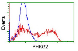 PHKG2 Antibody - HEK293T cells transfected with either overexpress plasmid (Red) or empty vector control plasmid (Blue) were immunostained by anti-PHKG2 antibody, and then analyzed by flow cytometry.