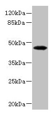 PHKG2 Antibody - Western blot All lanes: PHKG2 antibody at 3.4µg/ml + HepG2 whole cell lysate Secondary Goat polyclonal to rabbit IgG at 1/10000 dilution Predicted band size: 47, 44 kDa Observed band size: 47 kDa