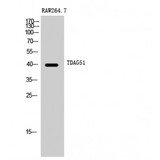 PHLDA1 Antibody - Western blot of TDAG51 antibody