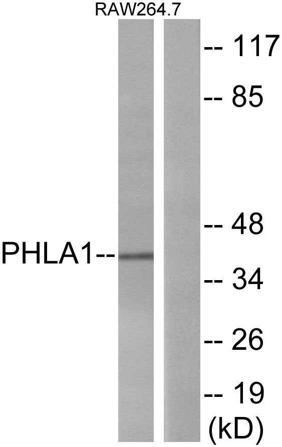 PHLDA1 Antibody - Western blot analysis of lysates from RAW264.7 cells, using PHLA1 Antibody. The lane on the right is blocked with the synthesized peptide.