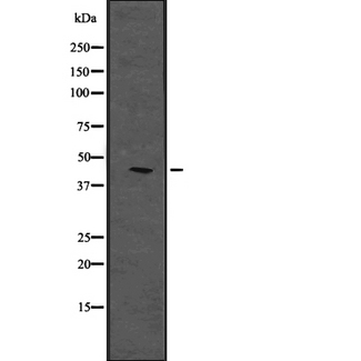 PHLDA1 Antibody - Western blot analysis of PHLDA1 expression in HEK293 cells. The lane on the left is treated with the antigen-specific peptide.