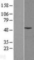 PHLDA1 Protein - Western validation with an anti-DDK antibody * L: Control HEK293 lysate R: Over-expression lysate