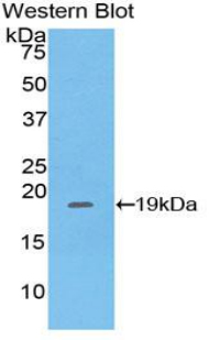 PHLDA2 / TSSC3 Antibody - Western blot of recombinant PHLDA2 / TSSC3.  This image was taken for the unconjugated form of this product. Other forms have not been tested.