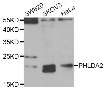 PHLDA2 / TSSC3 Antibody - Western blot analysis of extracts of various cell lines, using PHLDA2 antibody.
