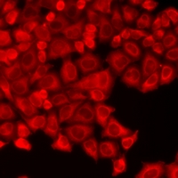PHLDA2 / TSSC3 Antibody