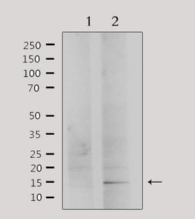 PHLDA2 / TSSC3 Antibody - Western blot analysis of extracts of HepG2 cells using PHLA2 antibody. Lane 1 was treated with the antigen-specific peptide.