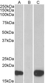 PHLDA3 Antibody - HEK293 lysate (10ug protein in RIPA buffer) overexpressing Human PHLDA3 with C-terminal MYC tag probed with (1ug/ml) in Lane A and probed with anti-MYC Tag (1/1000) in lane C. Mock-transfected HEK293 probed (1mg/ml) in Lane B. Primary