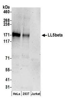 PHLDB2 Antibody - Detection of human LL5beta by western blot. Samples: Whole cell lysate (50 µg) from HeLa, HEK293T, and Jurkat cells prepared using NETN lysis buffer. Antibodies: Affinity purified rabbit anti-LL5beta antibody used for WB at 0.1 µg/ml. Detection: Chemiluminescence with an exposure time of 3 minutes.
