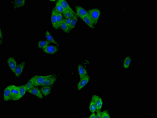 PHLDB2 Antibody - Immunofluorescent analysis of HepG2 cells using PHLDB2 Antibody at a dilution of 1:100 and Alexa Fluor 488-congugated AffiniPure Goat Anti-Rabbit IgG(H+L)