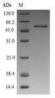 Pollen allergen Phl p 5a Protein - (Tris-Glycine gel) Discontinuous SDS-PAGE (reduced) with 5% enrichment gel and 15% separation gel.