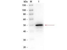 PHOA Antibody - Western Blot of rabbit anti-Alkaline Phosphatase (E. Coli) Antibody Biotin Conjugated. Lane 1: Alkaline Phosphatase (E. Coli). Load: 50 ng per lane. Primary antibody: Rabbit anti-Alkaline Phosphatase (E. Coli) Antibody Biotin Conjugated at 1:1,000 overnight at 4°C. Secondary antibody: Peroxidase Streptavidin (S000-03) at 1:40,000 for 30 min at RT. Block: MB-070 for 30 min at RT. Predicted/Observed size: 50 kDa, 50 kDa for Alkaline Phosphatase (E. Coli).