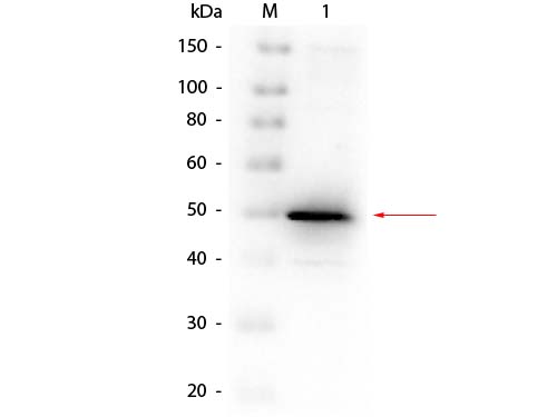 PHOA Antibody - Western Blot of rabbit anti-Alkaline Phosphatase (E. Coli) Antibody. Lane 1: Alkaline Phosphatase (E. Coli). Load: 50 ng per lane. Primary antibody: Rabbit anti-Alkaline Phosphatase (E. Coli) Antibody at 1:1,000 overnight at 4°C. Secondary antibody: Peroxidase Rabbit secondary antibody at 1:40,000 for 30 min at RT. Block: MB-070 for 30 min at RT. Predicted/Observed size: 50 kDa, 50 kDa for Alkaline Phosphatase (E. Coli).