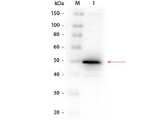 PHOA Antibody - Western Blot of Rabbit anti-Alkaline Phosphatase (E. Coli) Antibody. Lane 1: Alkaline Phosphatase (E. Coli). Load: 50 ng per lane. Primary antibody: Rabbit anti-Alkaline Phosphatase (E. Coli) Antibody at 1:1,000 overnight at 4°C. Secondary antibody: Peroxidase Rabbit secondary antibody at 1:40,000 for 30 min at RT.