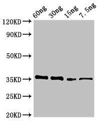 Phosphinothricin N-acetyltransferase Antibody - Western Blot Positive WB detected in Recombinant protein All lanes: pat antibody at 3.4µg/ml Secondary Goat polyclonal to rabbit IgG at 1/50000 dilution predicted band size: 36 kDa observed band size: 36 kDa
