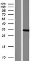 PHOSPHO1 Protein - Western validation with an anti-DDK antibody * L: Control HEK293 lysate R: Over-expression lysate
