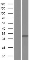 PHOSPHO2 Protein - Western validation with an anti-DDK antibody * L: Control HEK293 lysate R: Over-expression lysate