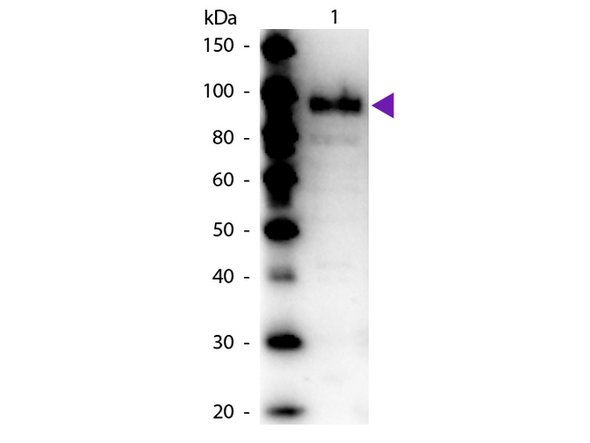 Phosphoenolpyruvate carboxylase Antibody - Western Blot of rabbit Anti-Phospho Enol Pyruvate (PEP) Carboxylase antibody. Lane 1: Phospho Enol Pyruvate (PEP) Carboxylase. Lane 2: None. Load: 50 ng per lane. Primary antibody: Phospho Enol Pyruvate (PEP) Carboxylase primary antibody at 1:1,000 overnight at 4°C. Secondary antibody: Peroxidase rabbit secondary antibody at 1:40,000 for 30 min at RT. Blocking: MB-070 for 30 min at RT. Predicted/Observed size: 100 kDa, 100 kDa for Phospho Enol Pyruvate (PEP) Carboxylase. Other band(s): None.