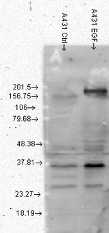 Phosphotyrosine Antibody - Western blot analysis of Phosphotyrosine on normal (left) and EGF treated (right) phosphorylated tyrosines.  This image was taken for the unconjugated form of this product. Other forms have not been tested.