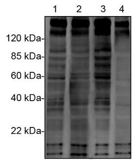 Phosphotyrosine Antibody - Western blot comparison of a panel of phosphotyrosine antibodies with EGF-stimulated A431 cell lysates. THE TM Phosphotyrosine Antibody (E10) plus detects the most bands representative of various phosphotyrosine residues. 1. Phosphotyrosine Antibody (5E10), mAb, Mouse 2. Phosphotyrosine Antibody(18E10), mAb, Mouse 3. THE TM Phosphotyrosine Antibody (E10) 4. Anti-Phosphotyrosine, 4G10 ® Platinum The signal was developed with IRDye TM 800 Conjugated affinity Purified Goat Anti-Mouse IgG.