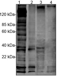 Phosphotyrosine Antibody - Western blot analysis of tyrosine phosphorylation status in different cells with THE TM Phosphotyrosine Antibody (E10) plus 1. EGF-stimulated A431 cell lysates (50 µg). 2. Untreated A431 cell lysates (50 µg). 3. Insulin-stimulated HEK293 cell lysates (50 µg). 4. Untreated HEK293 cell lysates (50 µg). The signal was developed with IRDye TM 800 Conjugated affinity Purified Goat Anti-Mouse IgG.