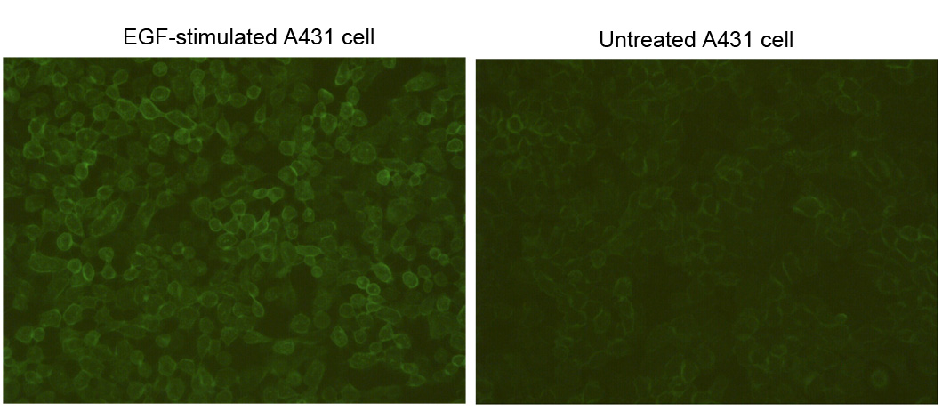 Phosphotyrosine Antibody - Immunocytochemistry/Immunofluorescence analysis of EGF-stimulated A431 cell and untreated A431 cell with THE TM Phosphotyrosine Antibody (E10). The signal was developed with FITC conjugated Goat Anti-Mouse IgG.