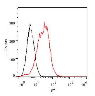 Phosphotyrosine Antibody - Flow cytometric analysis of EGF-stimulated A431 cell and untreated A431 cell with THE TM Phosphotyrosine Antibody (E10) (red and black respectively). The signal was developed with FITC conjugated Goat Anti-Mouse IgG.