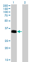 PHOX2A Antibody - Western Blot analysis of PHOX2A expression in transfected 293T cell line by PHOX2A monoclonal antibody (M01), clone 4F6.Lane 1: PHOX2A transfected lysate(29.7 KDa).Lane 2: Non-transfected lysate.