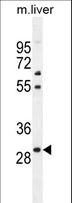 PHOX2B Antibody - PHOX2B Antibody western blot of mouse liver tissue lysates (35 ug/lane). The PHOX2B antibody detected the PHOX2B protein (arrow).