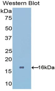 PHPT1 Antibody - Western blot of recombinant PHPT1.  This image was taken for the unconjugated form of this product. Other forms have not been tested.