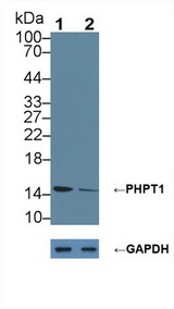 PHPT1 Antibody - Knockout Varification: Lane 1: Wild-type 293T cell lysate; Lane 2: PHPT1 knockout 293T cell lysate; Predicted MW: 14kd Observed MW: 15kd Primary Ab: 1µg/ml Rabbit Anti-Human PHPT1 Antibody Second Ab: 0.2µg/mL HRP-Linked Caprine Anti-Rabbit IgG Polyclonal Antibody