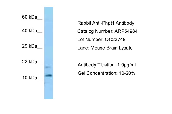 PHPT1 Antibody -  This image was taken for the unconjugated form of this product. Other forms have not been tested.