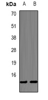 PHPT1 Antibody - Western blot analysis of PHPT1 expression in A549 (A); THP1 (B) whole cell lysates.