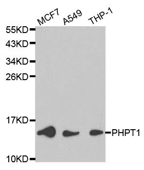 PHPT1 Antibody - Western blot analysis of extracts of various cell lines, using PHPT1 antibody at 1:1000 dilution. The secondary antibody used was an HRP Goat Anti-Rabbit IgG (H+L) at 1:10000 dilution. Lysates were loaded 25ug per lane and 3% nonfat dry milk in TBST was used for blocking.