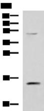 PHPT1 Antibody - Western blot analysis of 293T cell lysate  using PHPT1 Polyclonal Antibody at dilution of 1:800