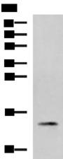 PHPT1 Antibody - Western blot analysis of 231 cell lysate  using PHPT1 Polyclonal Antibody at dilution of 1:800