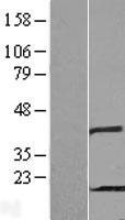PHPT1 Protein - Western validation with an anti-DDK antibody * L: Control HEK293 lysate R: Over-expression lysate